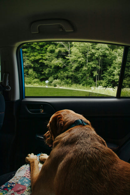 Premium Waterproof Dog Car Seat Cover — Heavy-Duty, Nonslip, Scratch-Proof